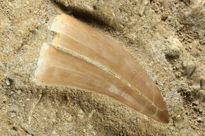 Mosasaurus Tooth In Rock #91253